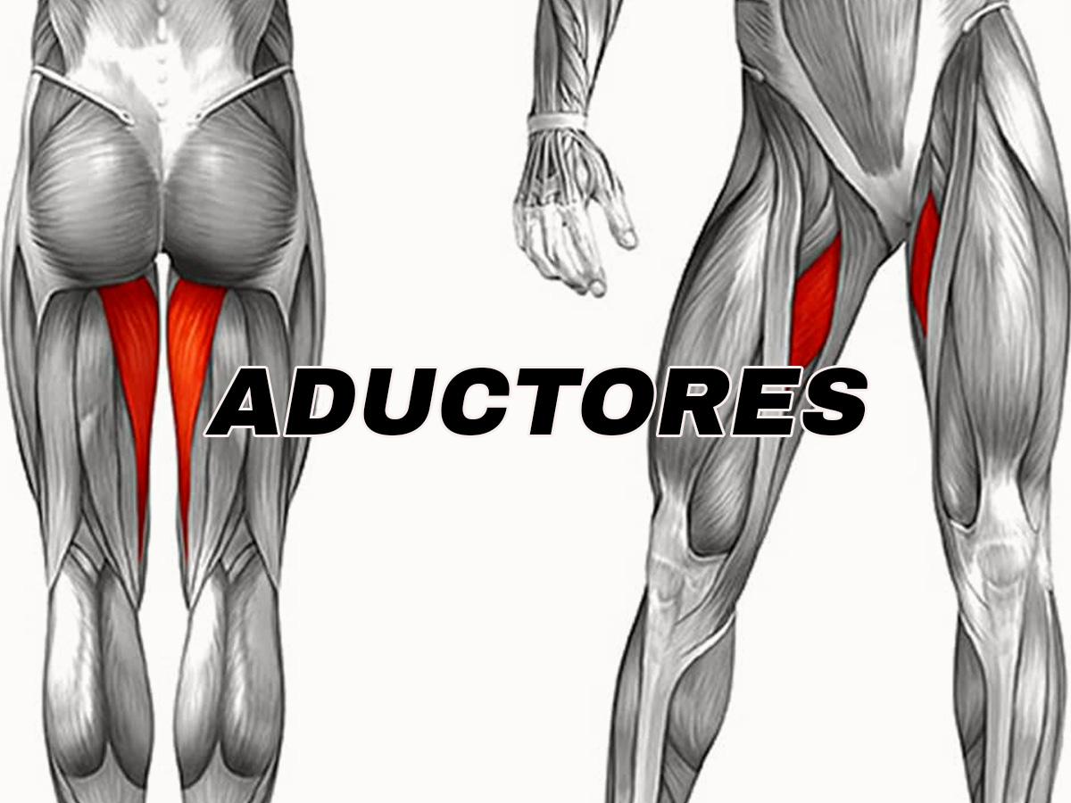 Aductores anatomia del cuerpo humano