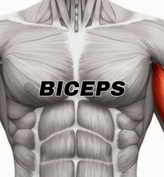 anotomia del musculo biceps