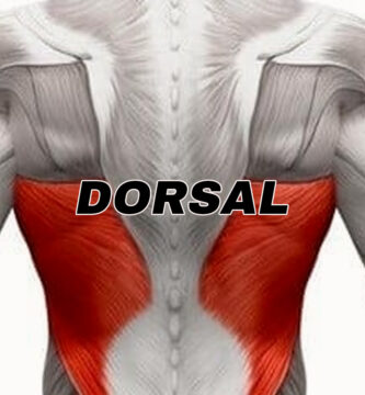 anotomia del musculo dorsal