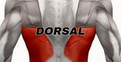 anotomia del musculo dorsal