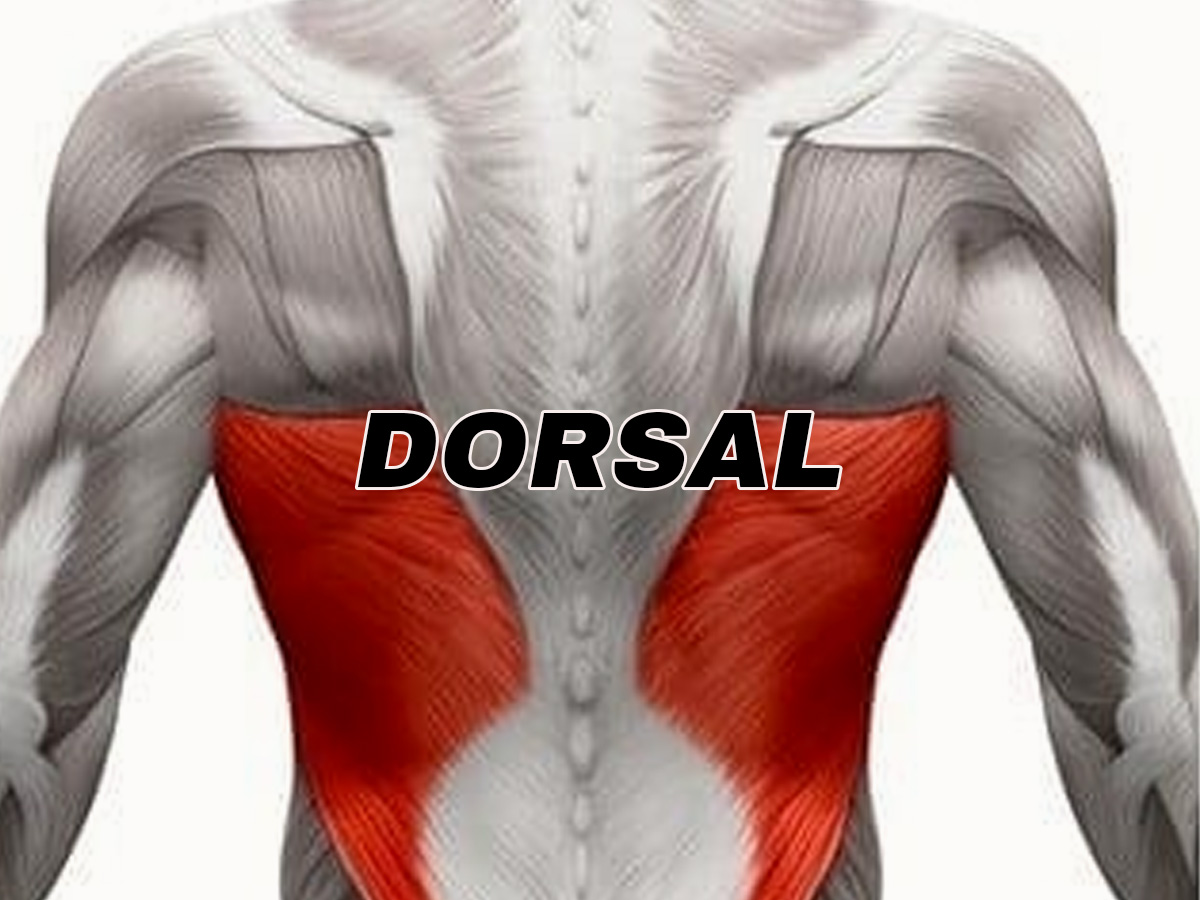 Dorsal ancho anatomia del cuerpo humano