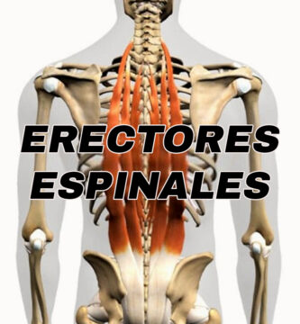 anotomia del musculo erectores espinales