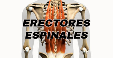 anotomia del musculo erectores espinales