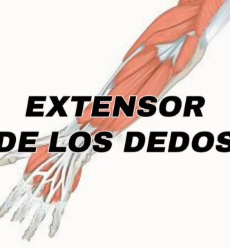 anotomia del musculo extensor de los dedos