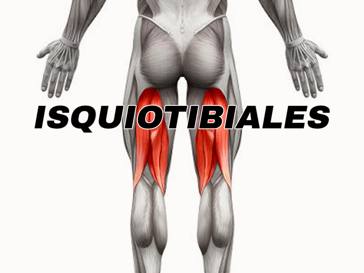 Isquiotibiales - Anatomia del Cuerpo Humano