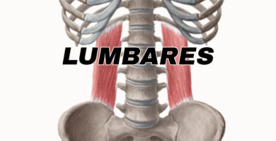 anotomia del musculo lumbares