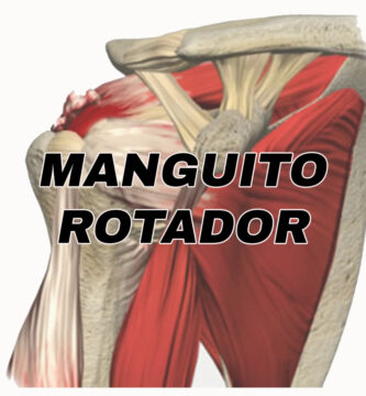 anotomia del musculo manguito rotador
