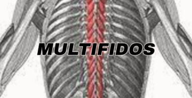 anotomia del musculo multifidos