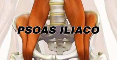 anotomia del musculo psoas iliaco