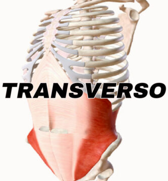 anotomia del musculo transverso