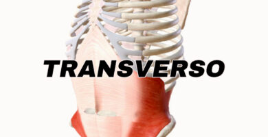 anotomia del musculo transverso