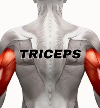 anotomia del musculo triceps
