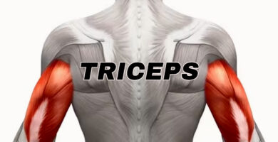 anotomia del musculo triceps